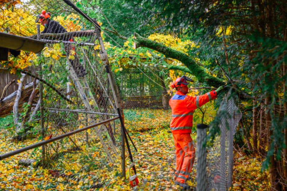 Städtische Arbeiter entfernen einen umgestürzten Baum aus dem Luchs-Gehege im Hofer Zoo, der den Zaun eingedrückt hat.