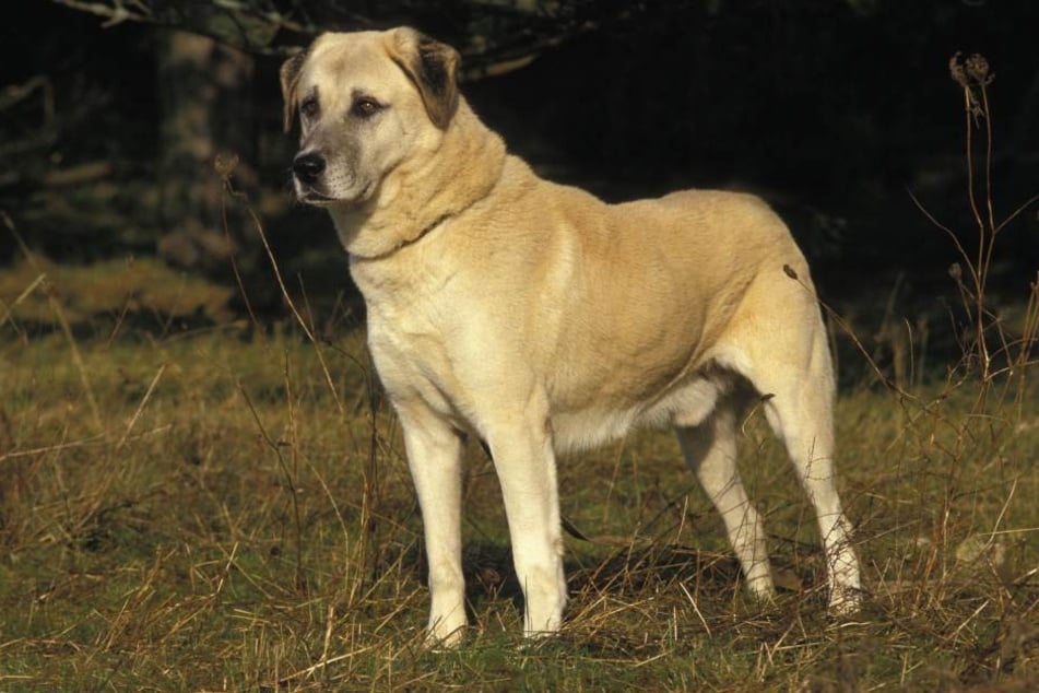 Kangals are attentive shepherd dogs that guard herds of sheep and protect them from wolf attacks.