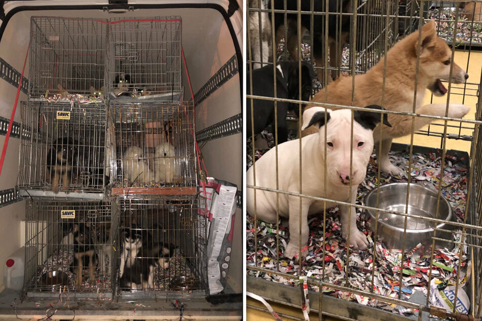 Welpen-Drama auf der A4: Mehr als 60 Hunde aus engen Käfigen gerettet!
