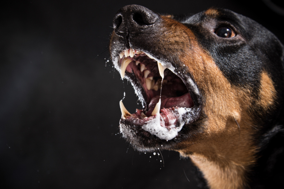 Der Hund verletzte die zwei Mädchen schwer. (Symbolbild)