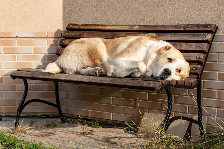 Während der Corona-Pandemie hört man immer wieder von traurigen Hunden, die ihre Besitzer verloren haben. (Symbolbild)