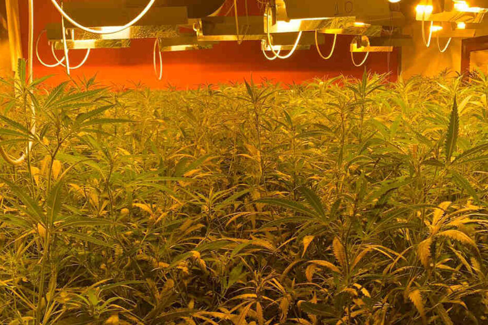 Die Polizei hat eine riesige Hanfplantage in Hecklingen ausgehoben.