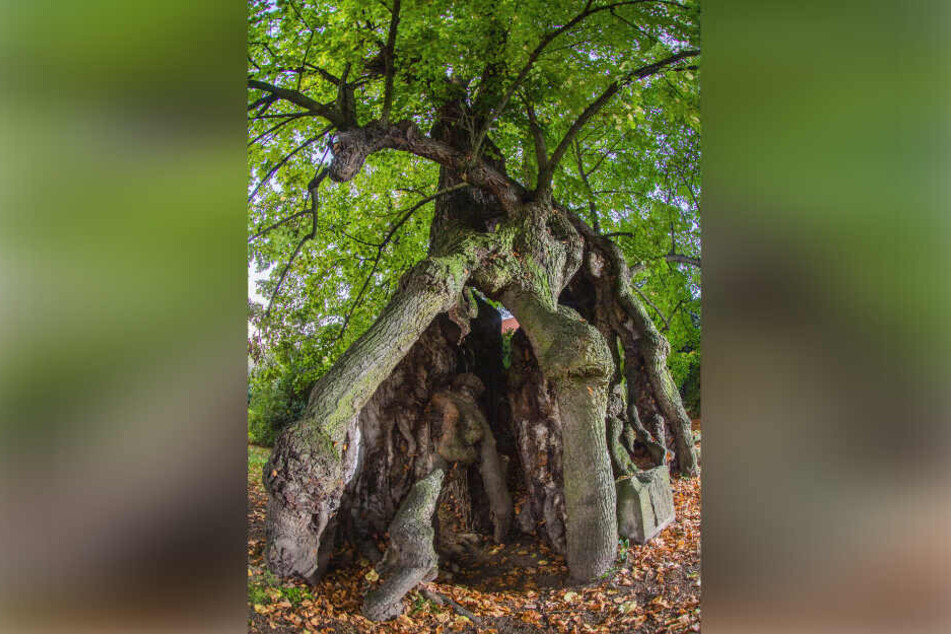 Die Collmer Linde bietet nicht nur einen einzigartigen Anblick. Sie gilt auch als ältester Baum Sachsens.