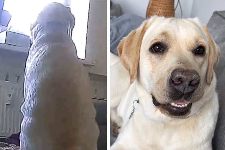 This labrador named Toast may be a bit too well behaved for her own good!