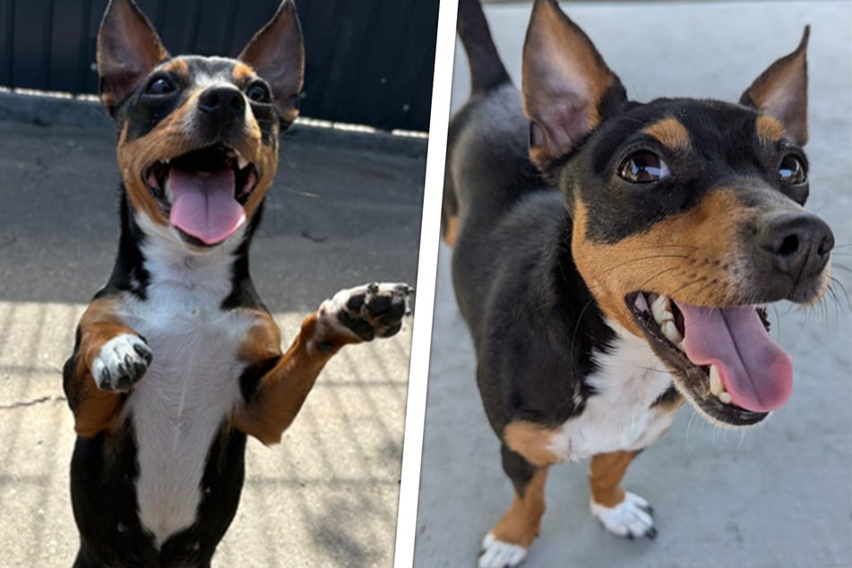 Die quirlige Vierbeinerin Looney sucht als einstiger Fundhund im Frankfurter Tierheim nach einem neuen Zuhause.