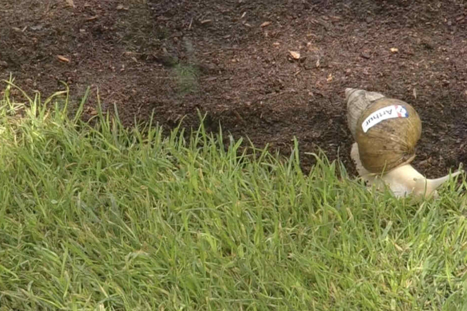 Im Fernsehgarten krochen Schnecken beim "Grand Prix de Schneck" um die Wette.