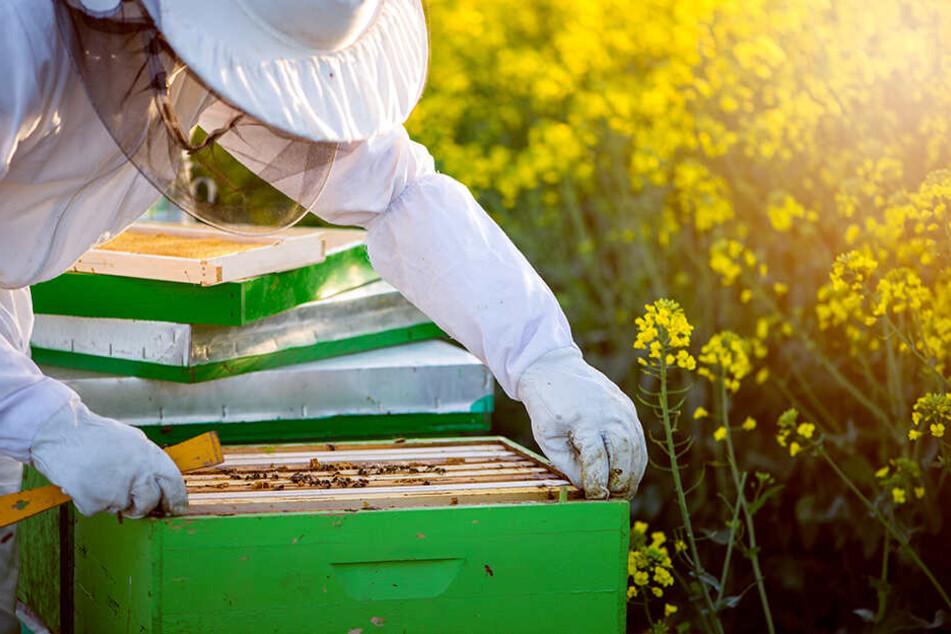 Der Besitzer des Bienenwagens erklärte, dass Bienen bei der Honig-Ernte sehr aggressiv seien. (Symbolbild)