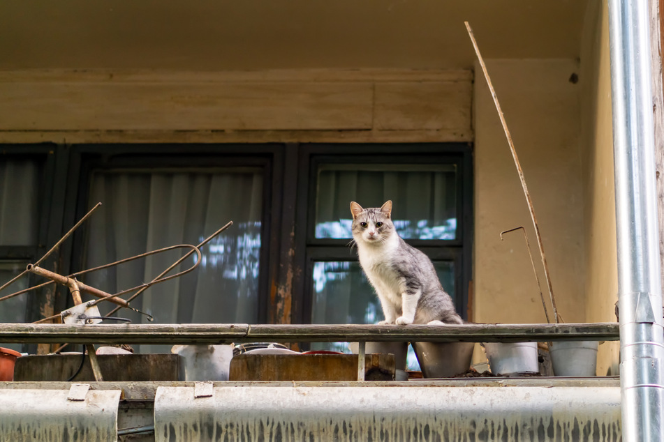 Die Katze des 44-jährigen Anwohners hielt sich wohl schon mehrere Tage vor der versperrten Balkontür auf. (Symbolfoto)