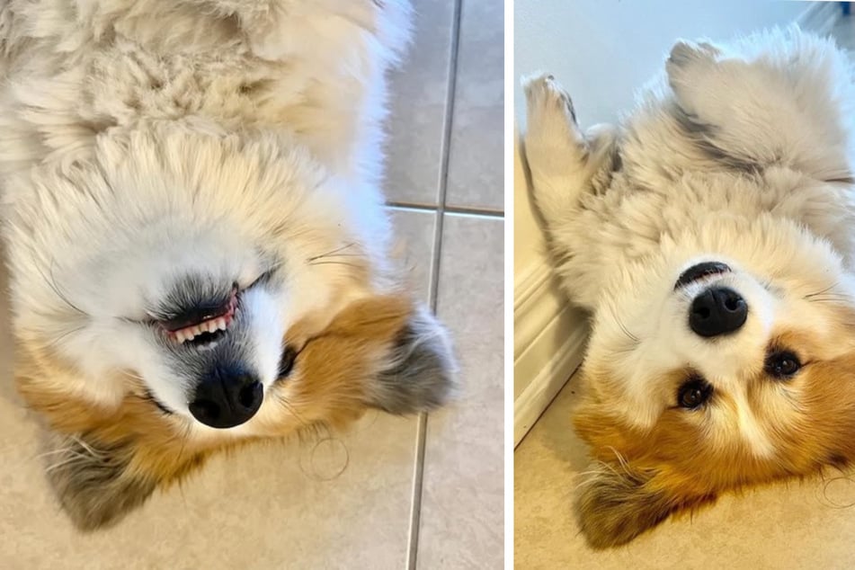 Der flauschige Corgi ist ein echter Instagram-Star.