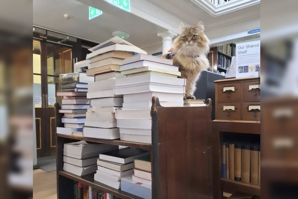 Hin und wieder darf die (hypoallergene) Fellnase auch mal beim Bücher-Sortieren unterstützen.