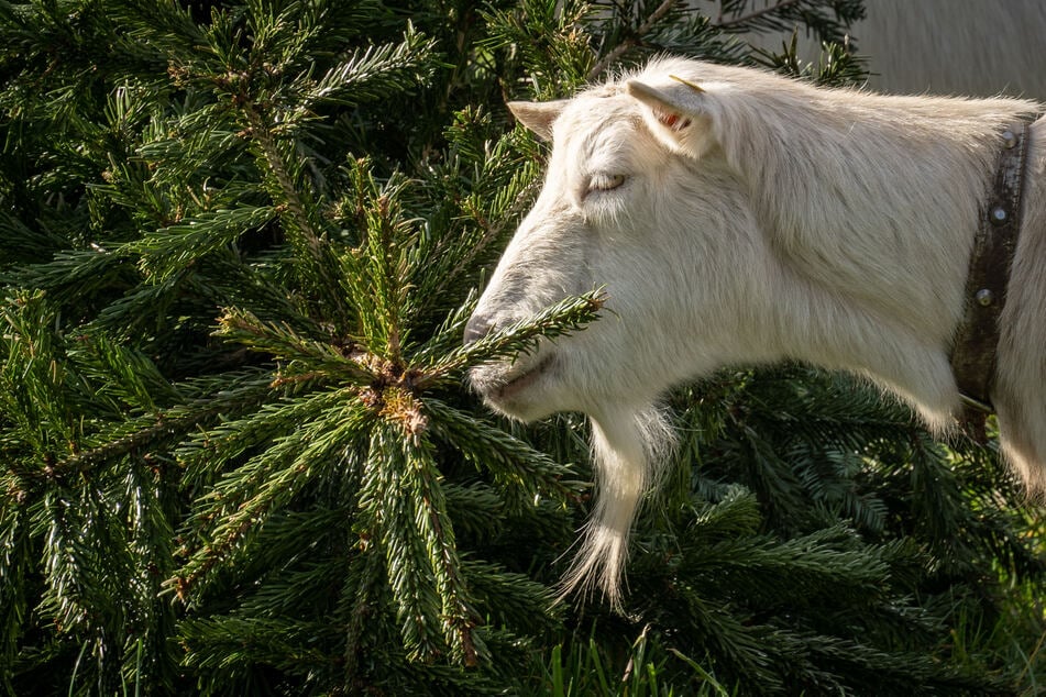 Im Alb-Donau-Kreis haben Tierquäler ihr Unwesen getrieben. (Symbolbild)