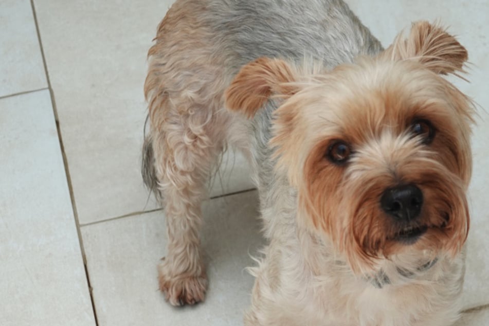 Arme Roxi! Entscheidung von Besitzern lässt ihre kleine Welt zusammenbrechen