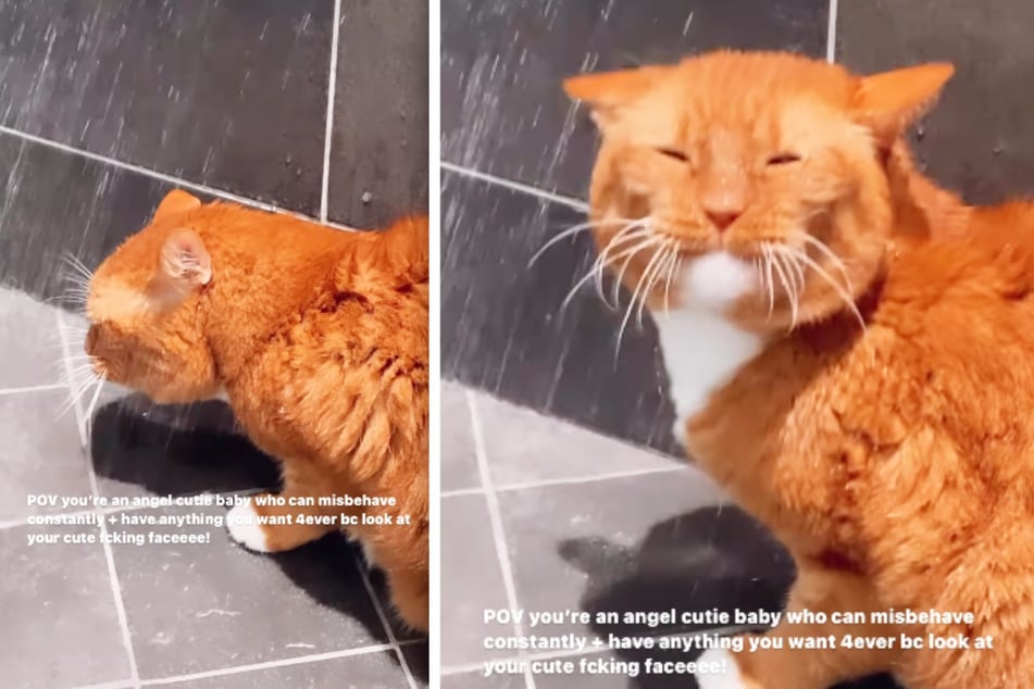 This naughty orange cat likes to block his owner from taking a shower.
