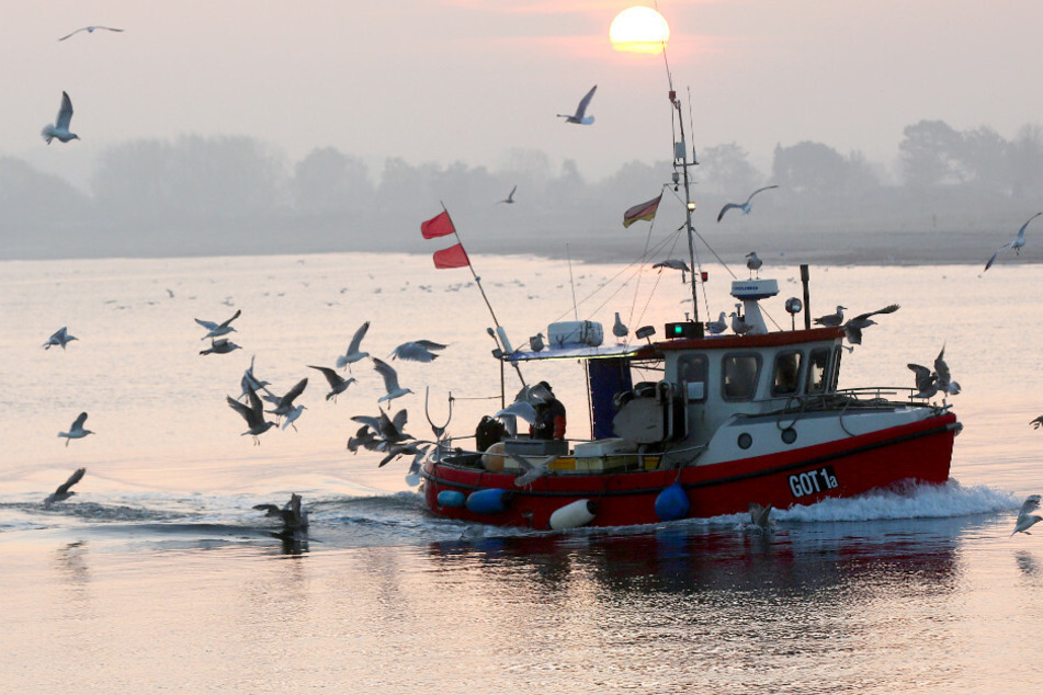 "Besorgniserregendes Tempo": Nord- und Ostsee deutlich wärmer geworden