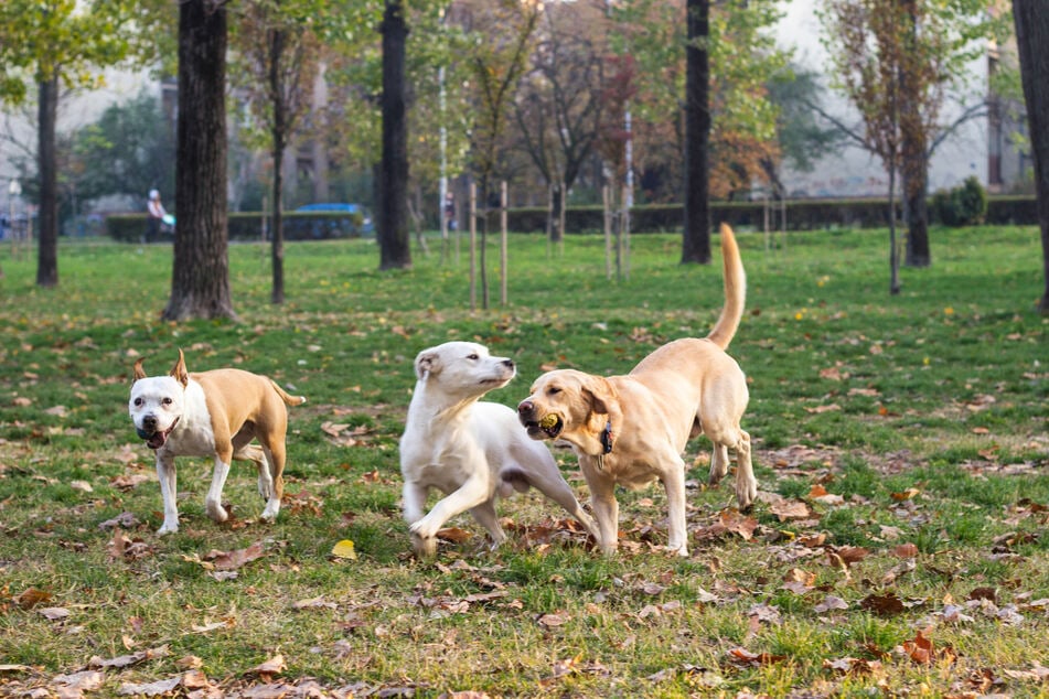 Hunde sollen sich zur Abwechslung auch gern mit Artgenossen treffen.