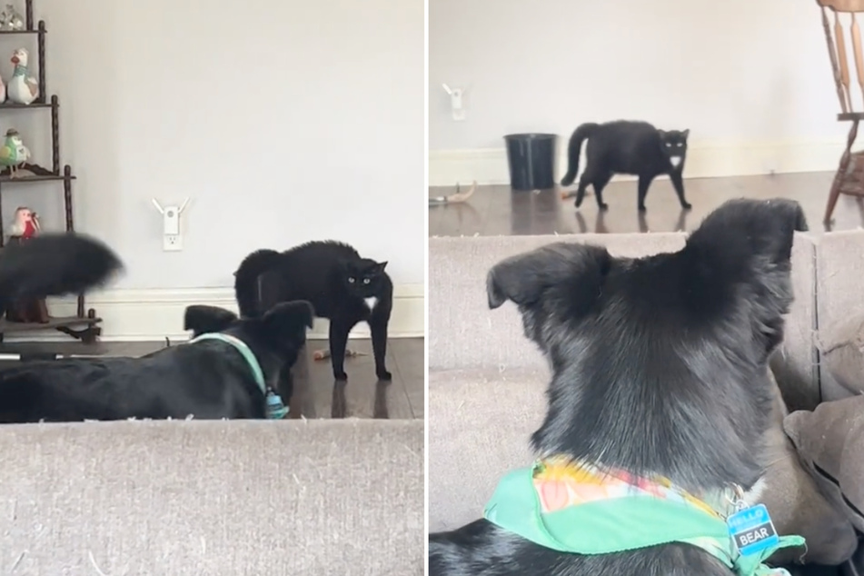 Ozzy the cat can hardly believe her eyes when Bear the dog returns from a trip. Or is it the pup's new accessory that has the poor cat so spooked?