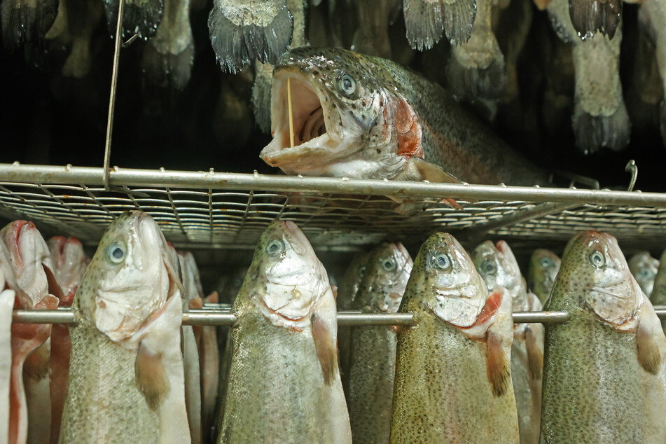 Trotz dem heimischer Fisch beliebt ist in Sachsen-Anhalt gehen die Verkaufszahlen weiter zurück.