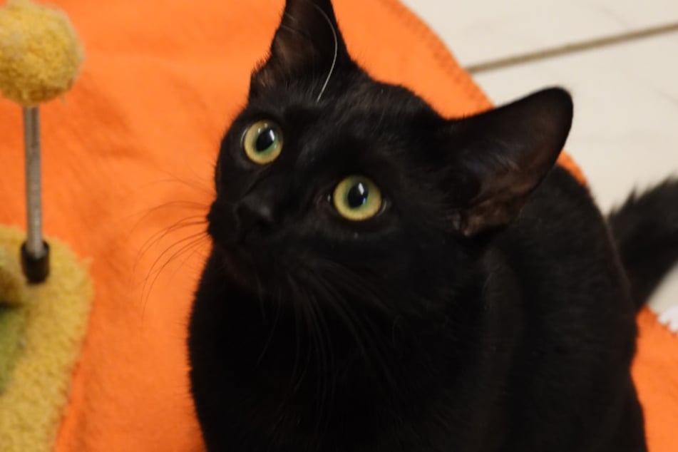 ... und zwar ebenfalls in ein Zuhause mit Freigang.