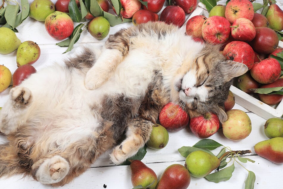 Katzen können Äpfel fressen, diese aber nur schwer verdauen.