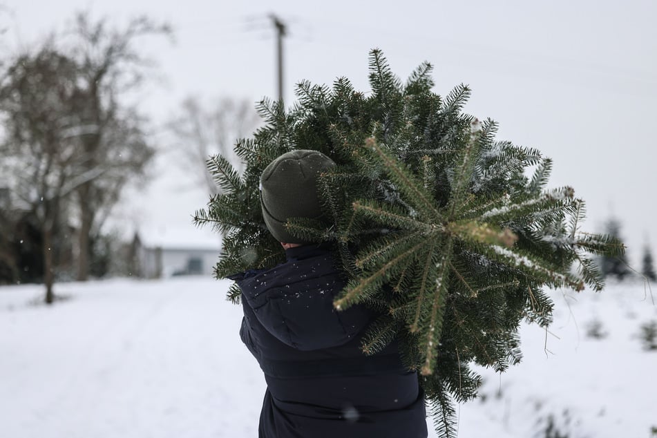 Die Preise für Weihnachtsbäume steigen in diesem Jahr leicht an. (Symbolfoto)