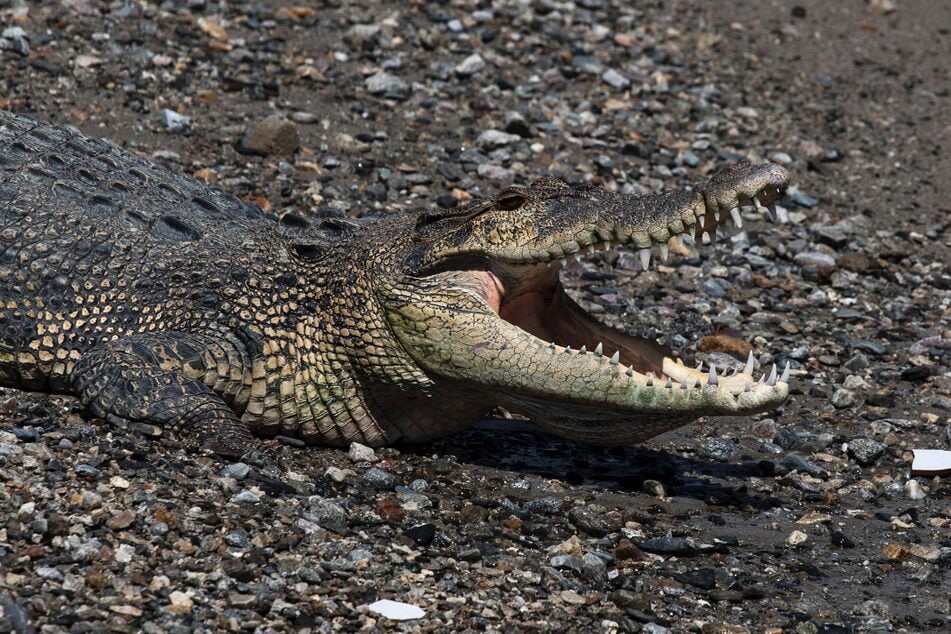 Immer wieder kommt es in Indonesien zu Krokodil-Angriffen. Die Reptilien machen vor niemandem halt. (Symbolbild)