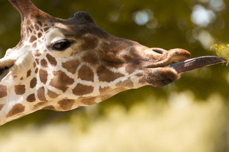 Auf der Suche nach Leckerbissen: Giraffe zieht Kleinkind aus dem Auto!