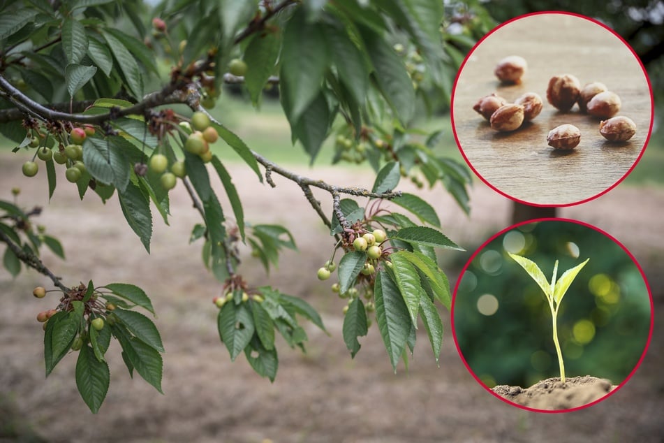 Endlich eigene Kirschen? So zieht man einen Kirschbaum aus einem Kern