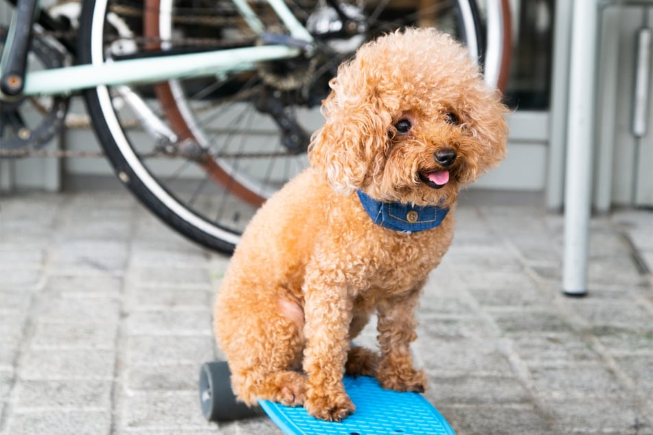 Is there anything cuter than the insanely curly poodle?