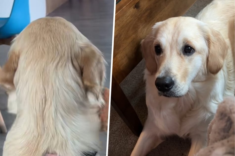 Golden-Retriever-Mädchen Lucy zeigte sich plötzlich stark verändert.