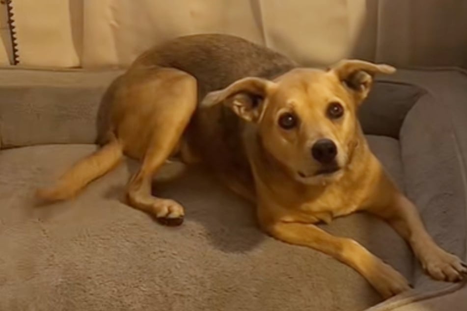 Dog owner worried her beloved pet is really a coyote – here's the truth!