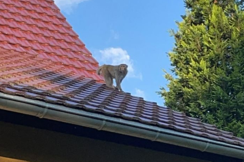 Auf den Dächern sind die frechen Affen nur schwer zu kriegen.