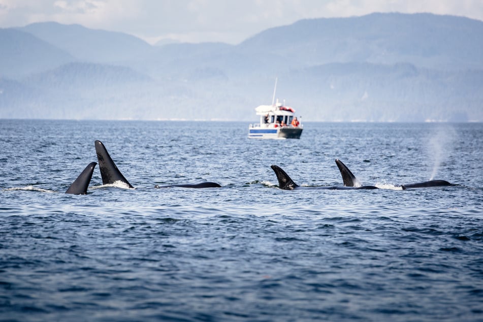 Eine kleine Gruppe Orcas greift seit 2020 vermehrt Schiffe vor den Küsten Marokkos, Portugals und Spaniens an. (Symbolbild)