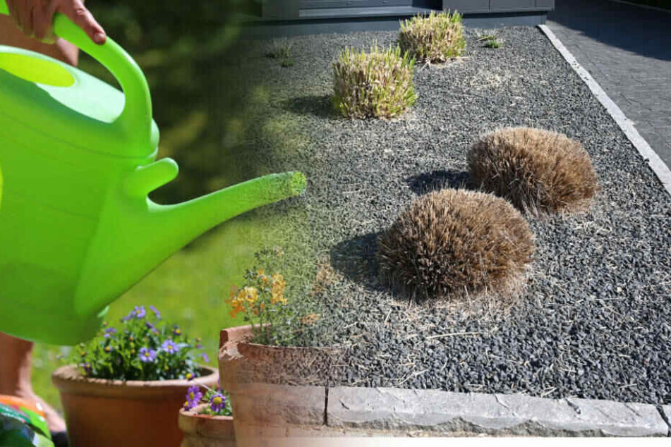 Immer mehr Menschen ziehen einen Schottergarten einem grünen Garten vor.