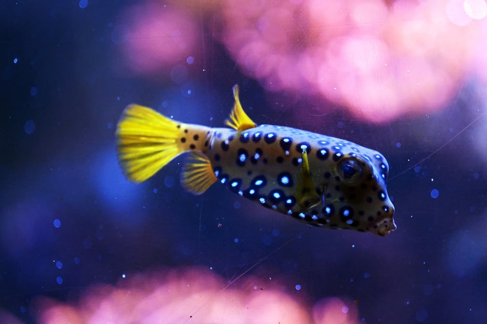 Im Aquarium des "Sea Life" schwimmt ein Kofferfisch.