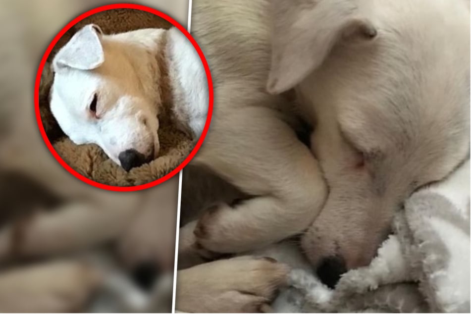 Alter Hund lächelt sogar noch im Schlaf: Er wurde endlich adoptiert!