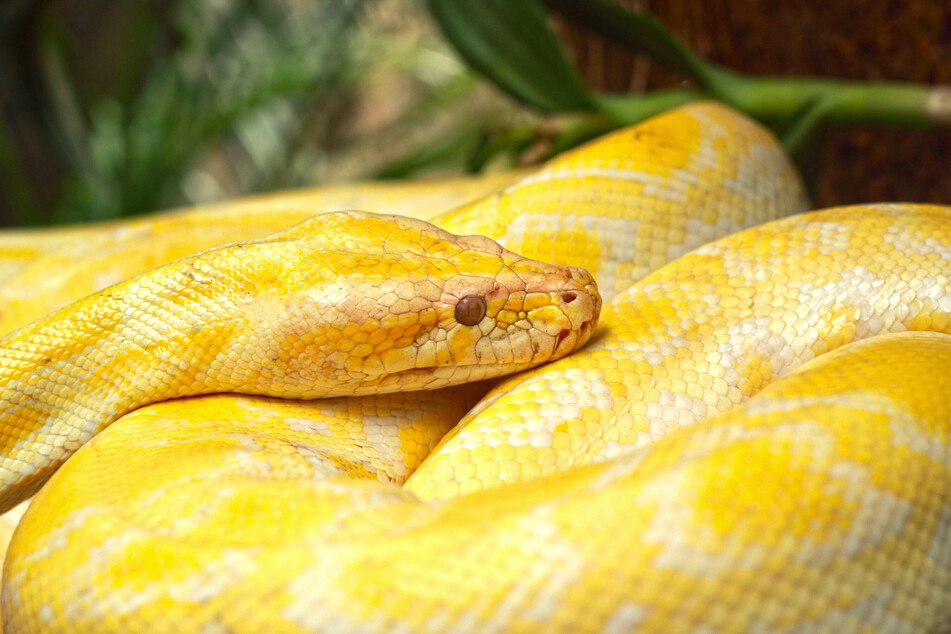 Um den Hals trug der Mann einen weiß-gelben Python. (Symbolfoto)