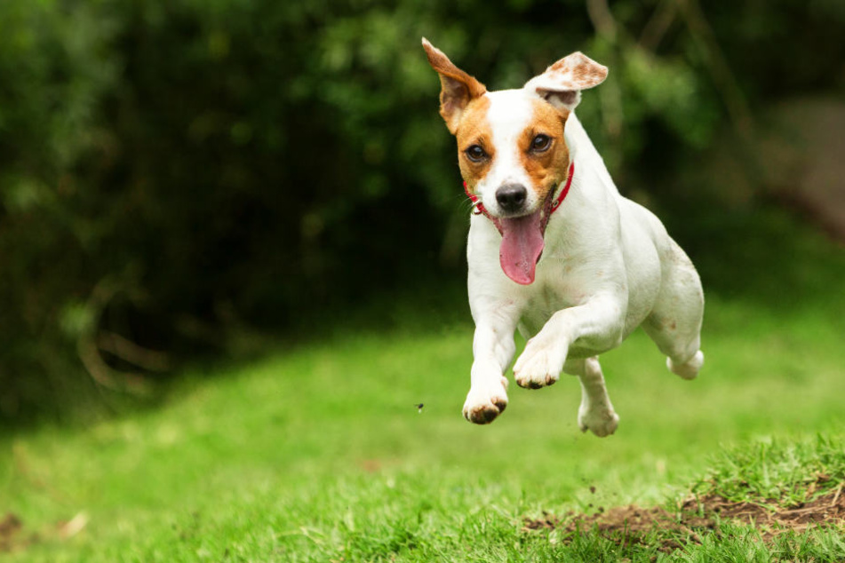 Hund reißt sich los und beißt Grundschülerin ins Bein TAG24