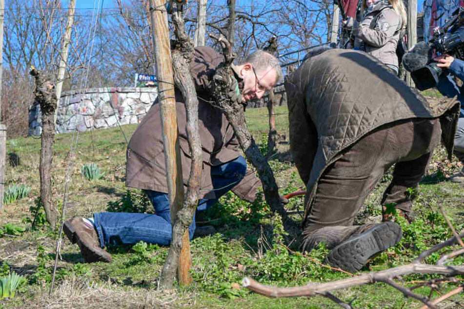 Die Reben wurden aus dem Boden herausgezogen.