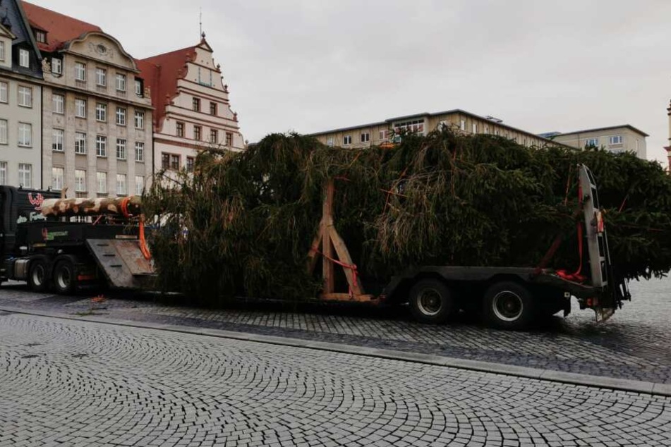 Der Weihnachtsbaum für den Leipziger Weihnachtsmarkt wurde am heutigen Donnerstaf aufgebaut.