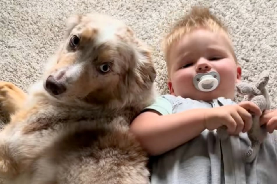 Rüde Odin und Easton waren so lange beste Freunde, bis der Hunde-Senior verstarb.