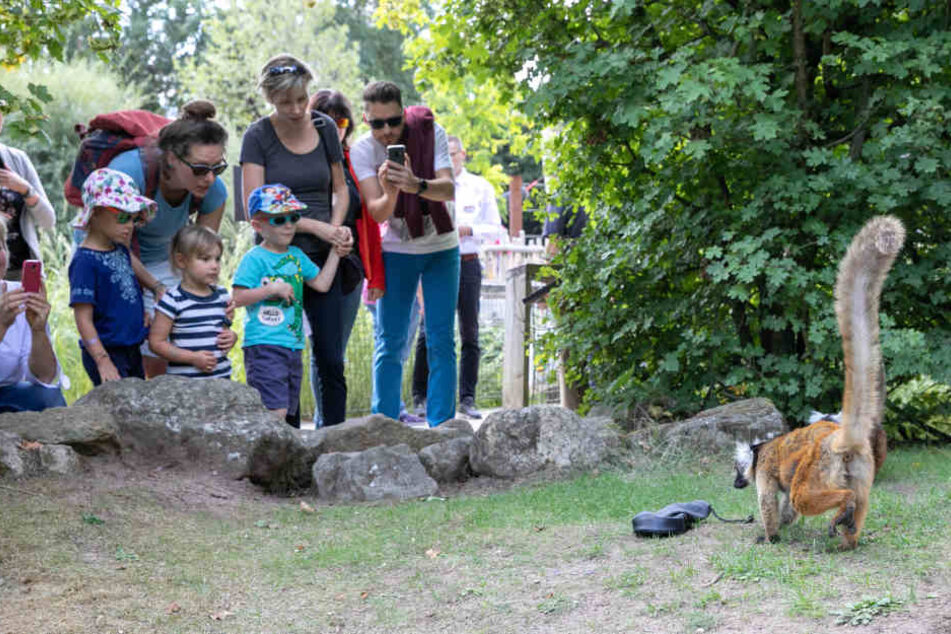 Der Mohrenmaki beäugt den Lockbeutel vor ihm. Die Zoogäste amüsieren sich sichtlich.