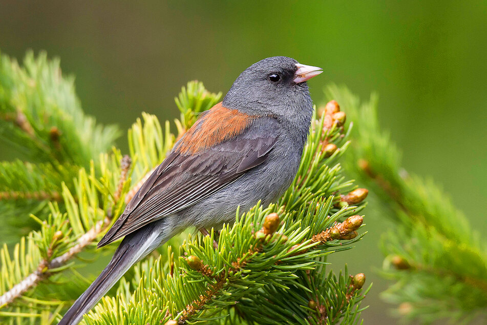 The North American Junco is one species that Sara Ryding's research shows will probably grow a bigger bill due to climate change.