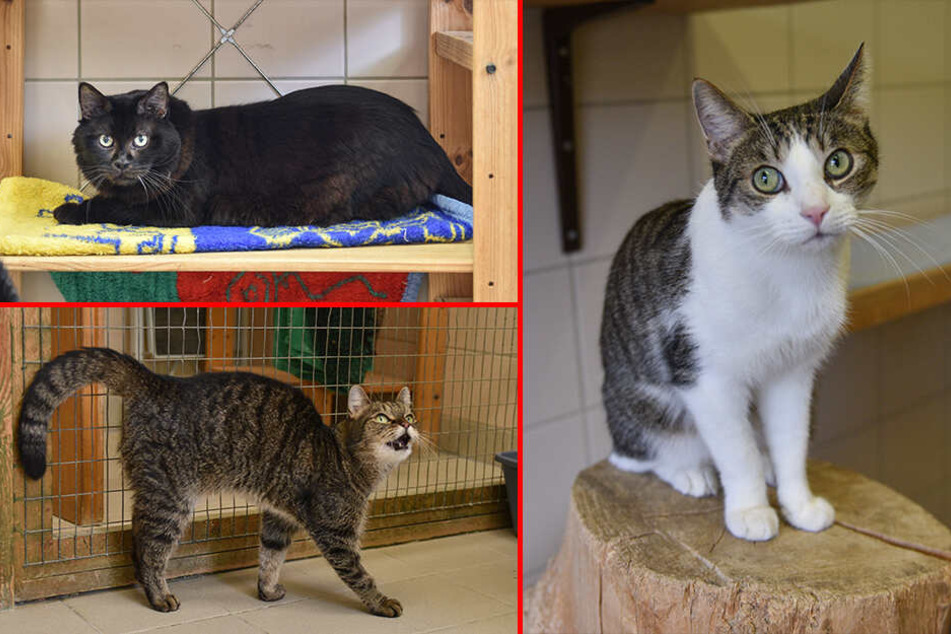Puffy, Lilly und Piet sind ein eingespieltes Trio, das gern zusammenbleiben will.