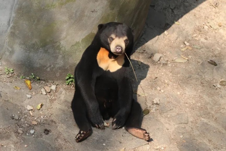 Ein Sonnenbär im Zoo von Hangzhou. Laut WWF sind die Tiere als gefährdet eingestuft.