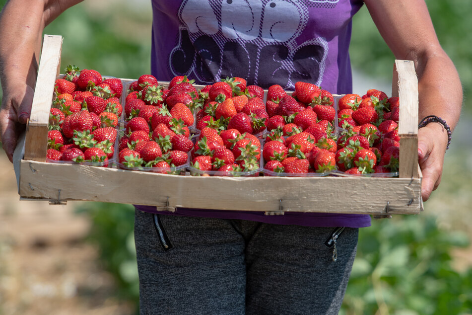 Fünf junge Menschen haben am heutigen Freitag 22 Kilogramm Erdbeeren geklaut. (Symbolbild)
