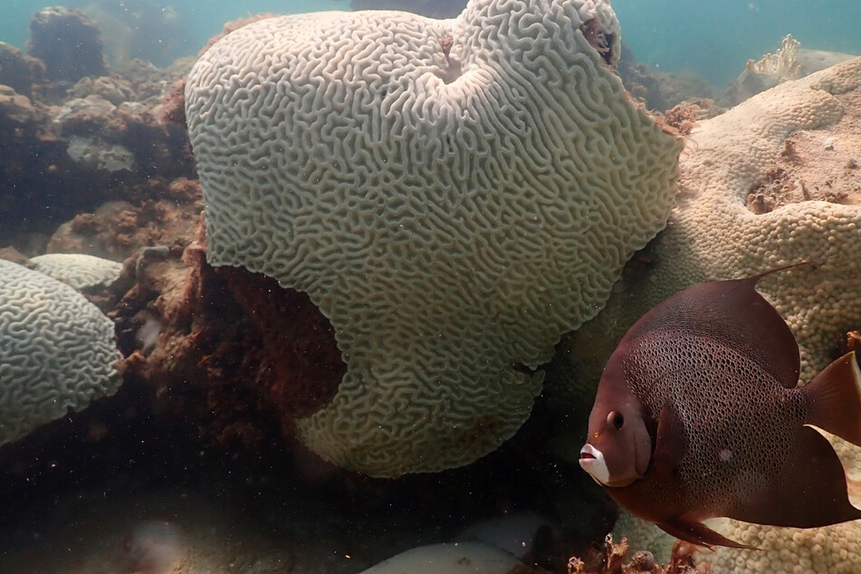 Korallenbleiche: Ökosystem steht wegen Hitzewelle vor dem Kollaps