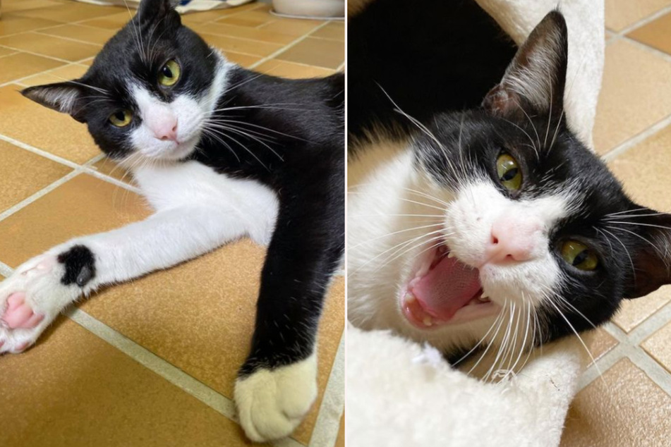 Der Name des kleinen Katers aus dem Tierheim Köln-Dellbrück ist alles andere als leicht zu erraten. (Fotomontage)