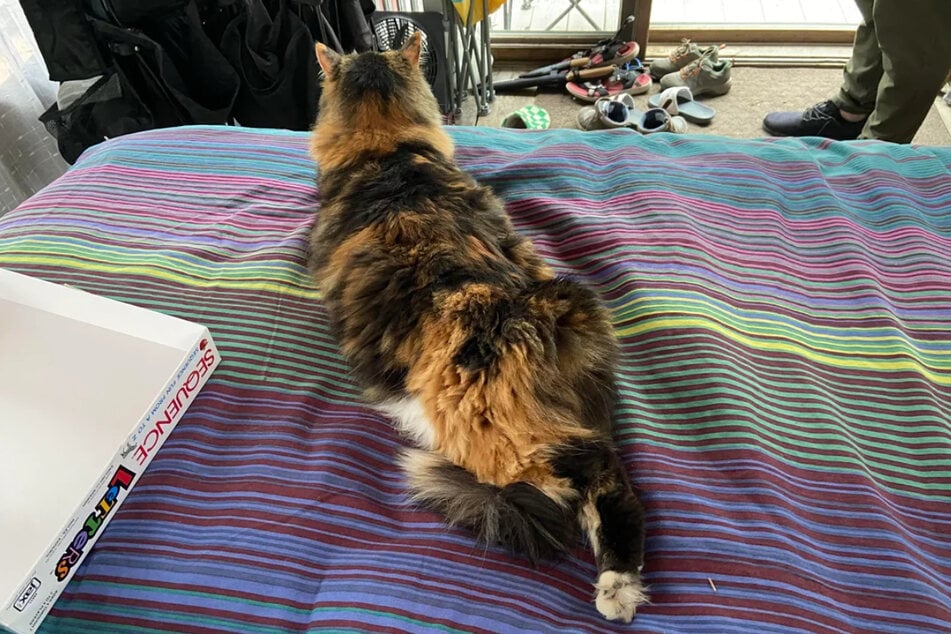 Domácí kočka Liona už patřila jiné rodině, jak se ukázalo.