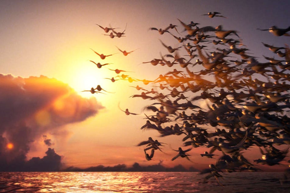 Ein schönes Standbild. Leider sind die Bewegungen der Vögel unrund.