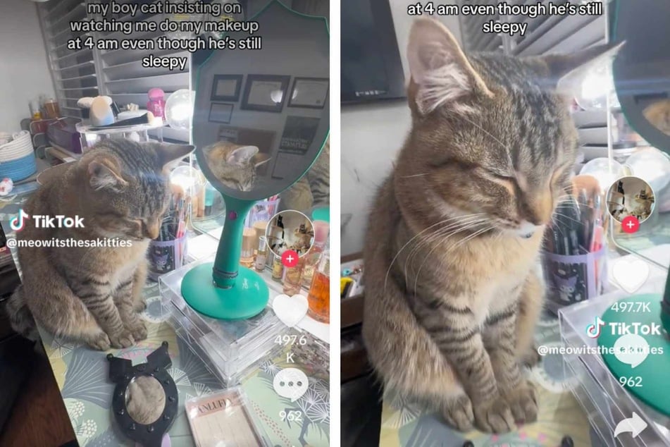 Sleepy but stubborn cat insists on "helping" with owner's early morning makeup routine